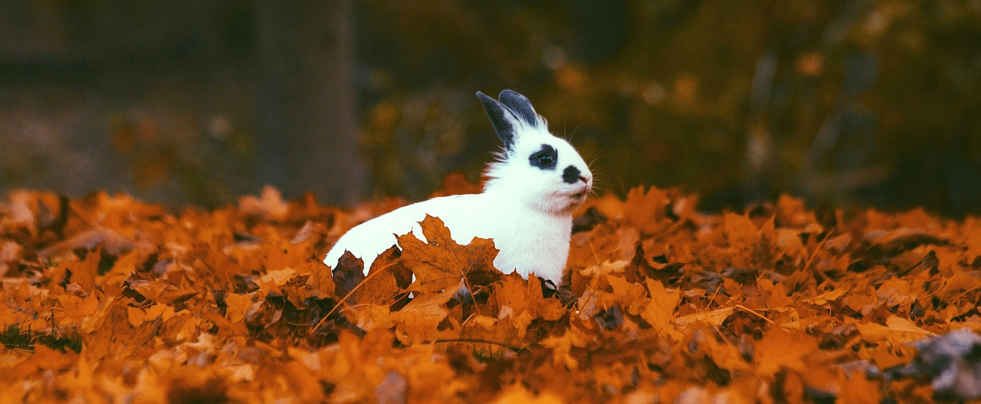 Zwierzęta post thumbnail image